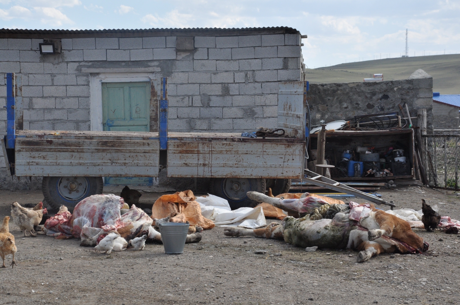 Kars’ta şüpheli hayvan ölümleri