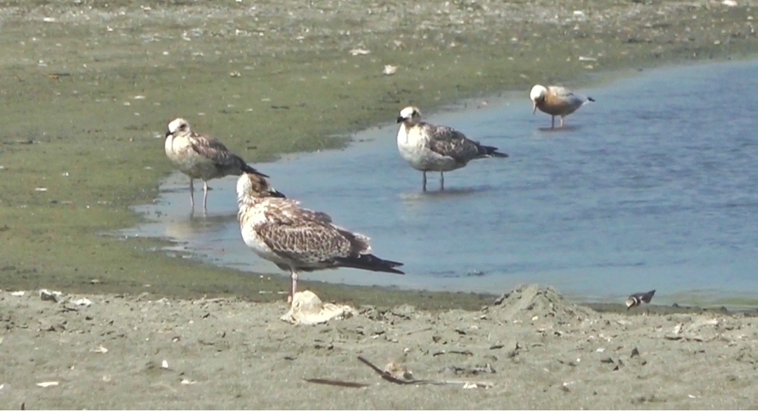 Petrol atıklarından canlılar da zarar gördü