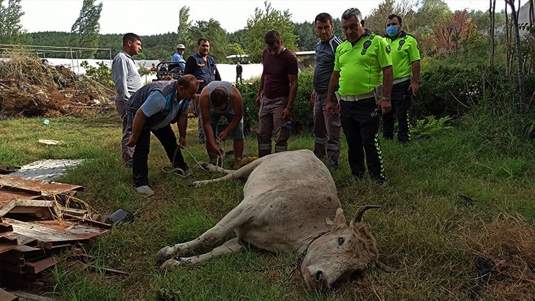 Kesime götürülen inek ortalığı birbirine kattı