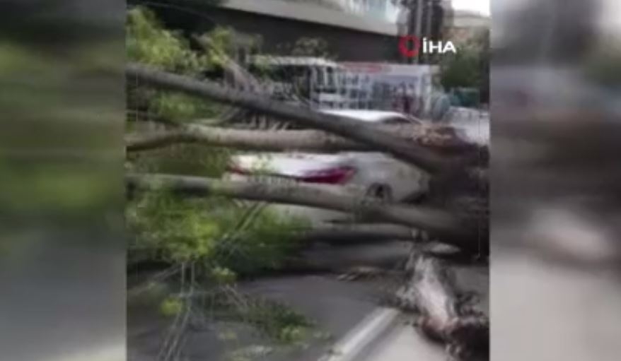 Küçükçekmece’de rüzgara dayanamayan ağaç gövdesinden kırıldı