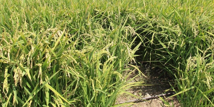 Çeltik Fiyatları Çiftçinin Yüzünü Güldürdü