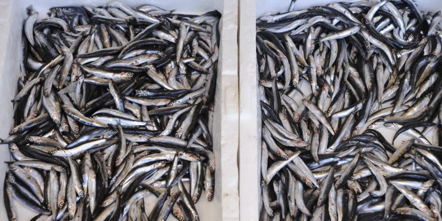 Balık türü çok! Ama az