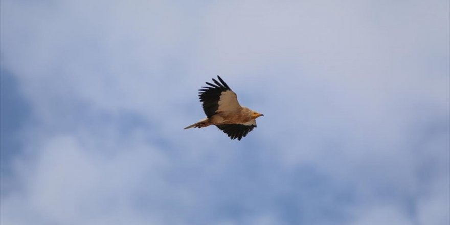 Iğdır'ın Çorak Arazilerini Mesken Tutan Küçük Akbabaların Popülasyonu Belirlenecek