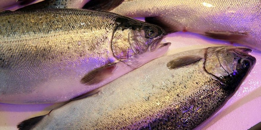 Karadeniz Somonu 8 Ayda 103 Milyon Dolar Kazandırdı