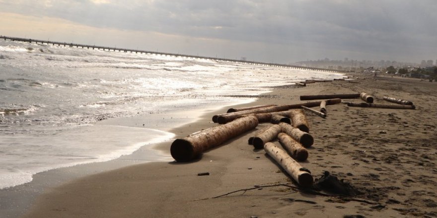 Ayancık’ta sel sularının denize sürüklediği tomruklar Samsun sahillerinde