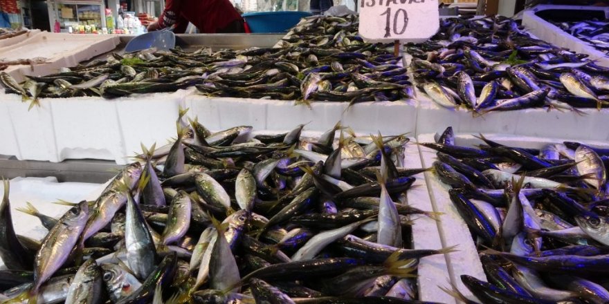 Son 10 yılın en bol istavrit avı yaşanıyor