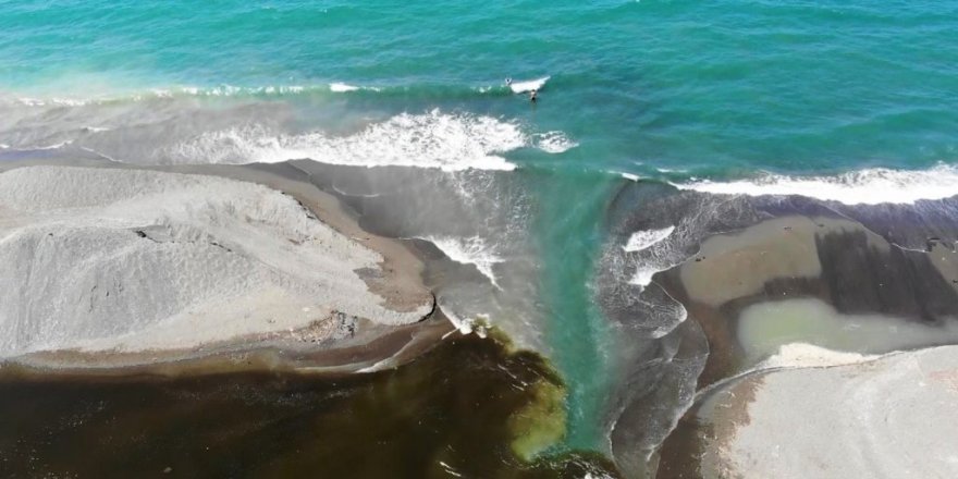 Petrol atıkları yavru deniz kaplumbağalarının ölmesine neden oldu