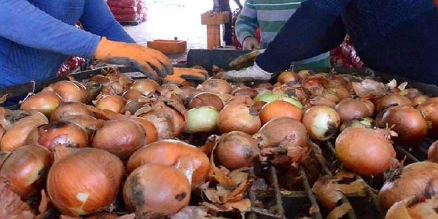 Kapılar açıldı ama soğan yine 10 lira