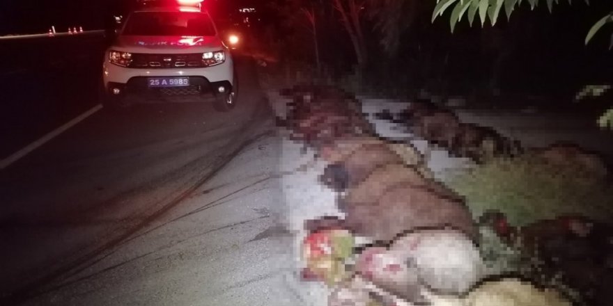 İki otomobil koyun sürüne çarptı: 40 koyun telef oldu