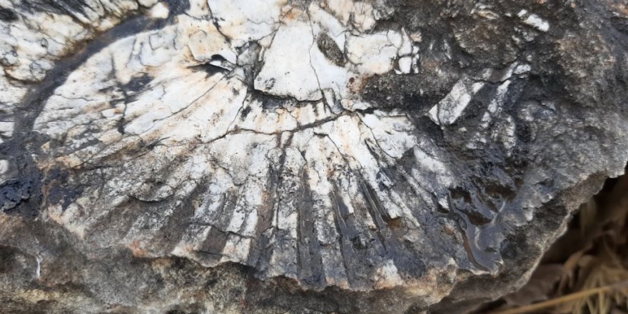 Kaya parçasında en az 65 milyon yıllık deniz canlısı bulundu