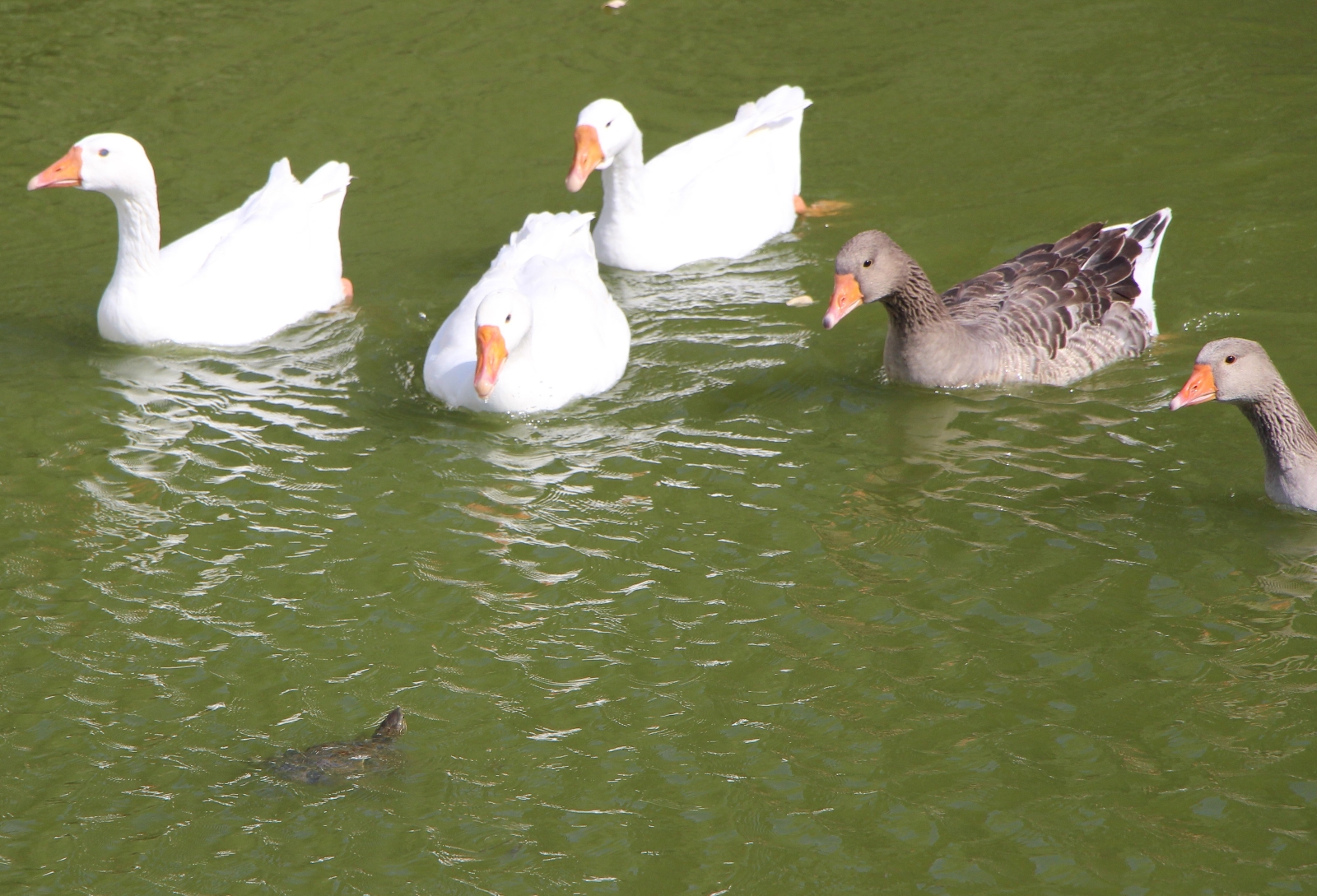 Amasya’da Tespit Edilen Hazer Çizgili Kaplumbağaları Kayıt Altında
