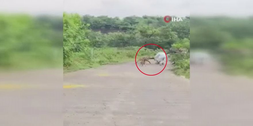 Hindistan’da  Yaşlı Adama Sırtlan Saldırdı