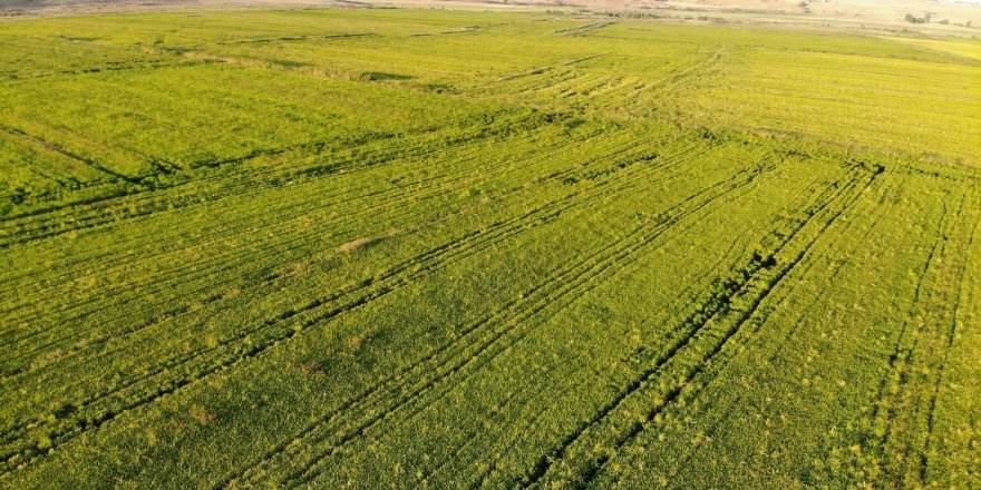 Cumhurbaşkanı , Çeltik Üreticilerinin Yüzü Güldürdü