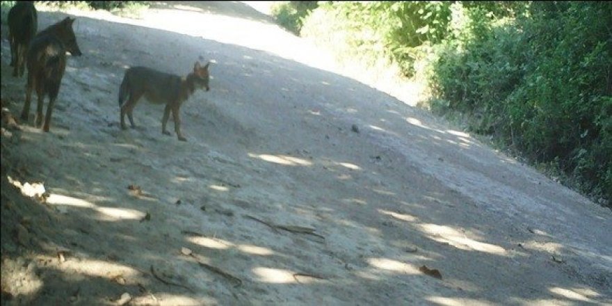 Yalova ormanlarındaki doğal hayat fotokapanlara böyle yansıdı