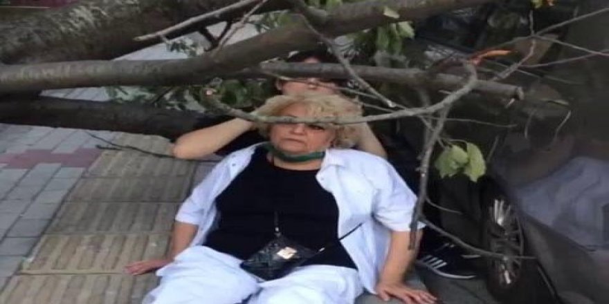 Bakırköy’de şiddetli rüzgarda ağaç devrildi: Yaşlı kadın yaralandı
