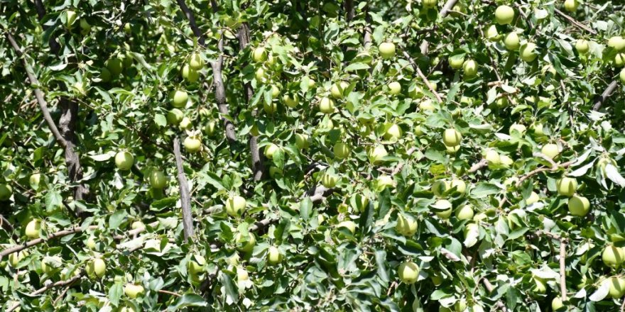 Kuraklığın uğramadığı köyde tonlarca elma yetişti