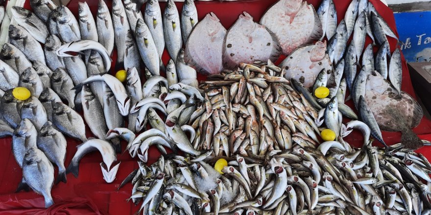 Umutlar hamsiye bağlandı