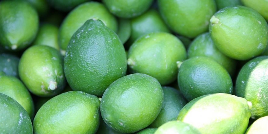 Hasadına Başlanan Limonda Hedef 500 Bin Tondan Fazla İhracat
