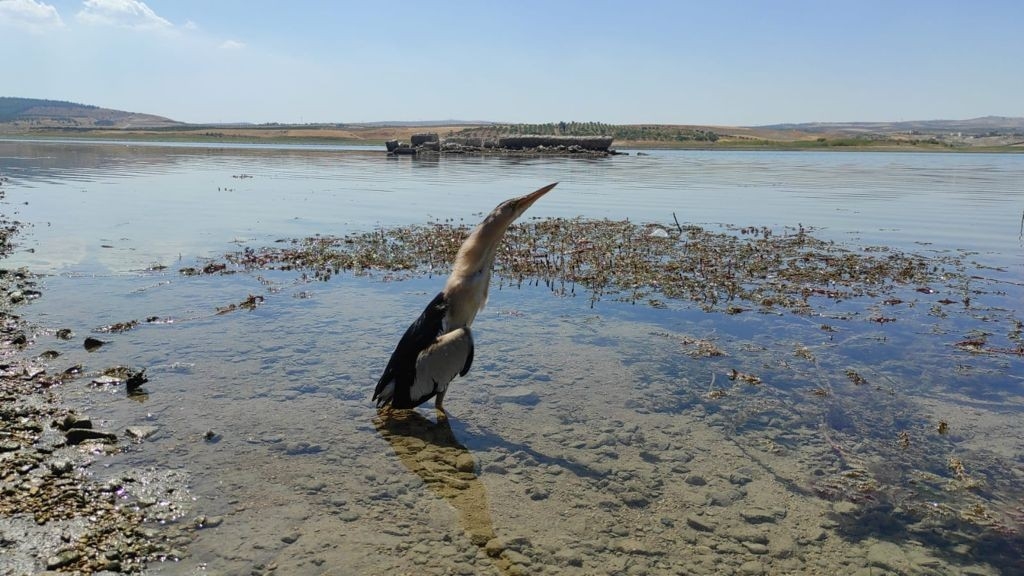Nesli Tükenme Tehlikesi Altında Olan İki Balaban Kuşu Bulundu