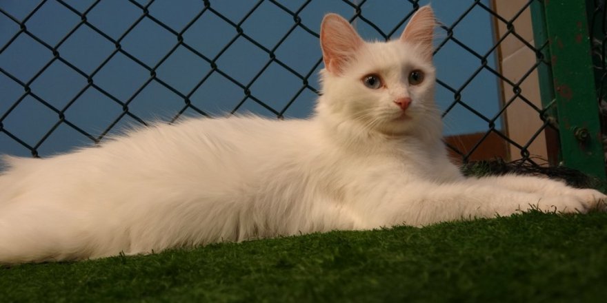 Van kedisi uysal bir hayvandır