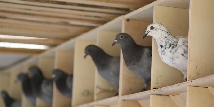 Posta Güvercinlerine 'Güvercin Oteli'nde 5 Yıldızlı Bakım
