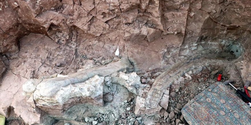 Çankırı'da Fillerin Atalarına Ait 9 Milyon Yıllık Uyluk Kemiği Ve Diş Bulundu