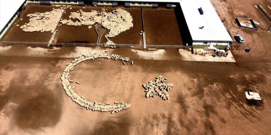 Tigem'in Islah Çalışmaları Yerli Küçükbaşta Verimi Artırdı