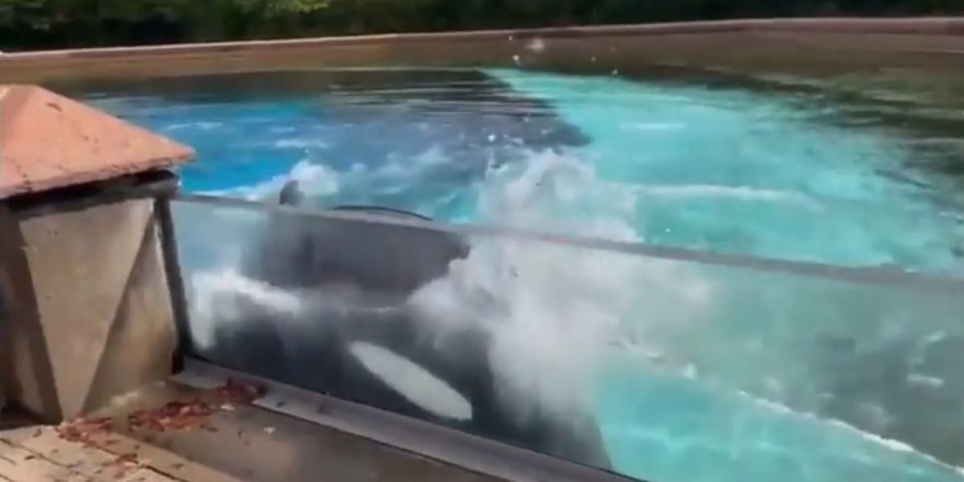 ABD'de intihara kalkan balinanın doğal ortamına bırakılması isteniyor