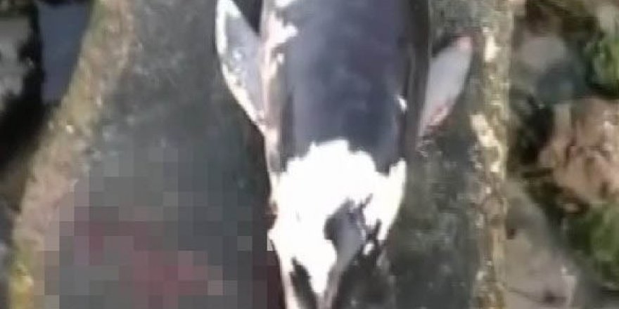 Bursa’da Korkunç Olay: Yunus balığına tabanca ile ateş edildi