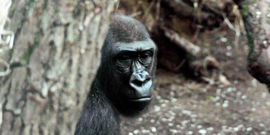 Abd'deki Bir Hayvanat Bahçesindeki Goriller Kovid-19'a Yakalandı