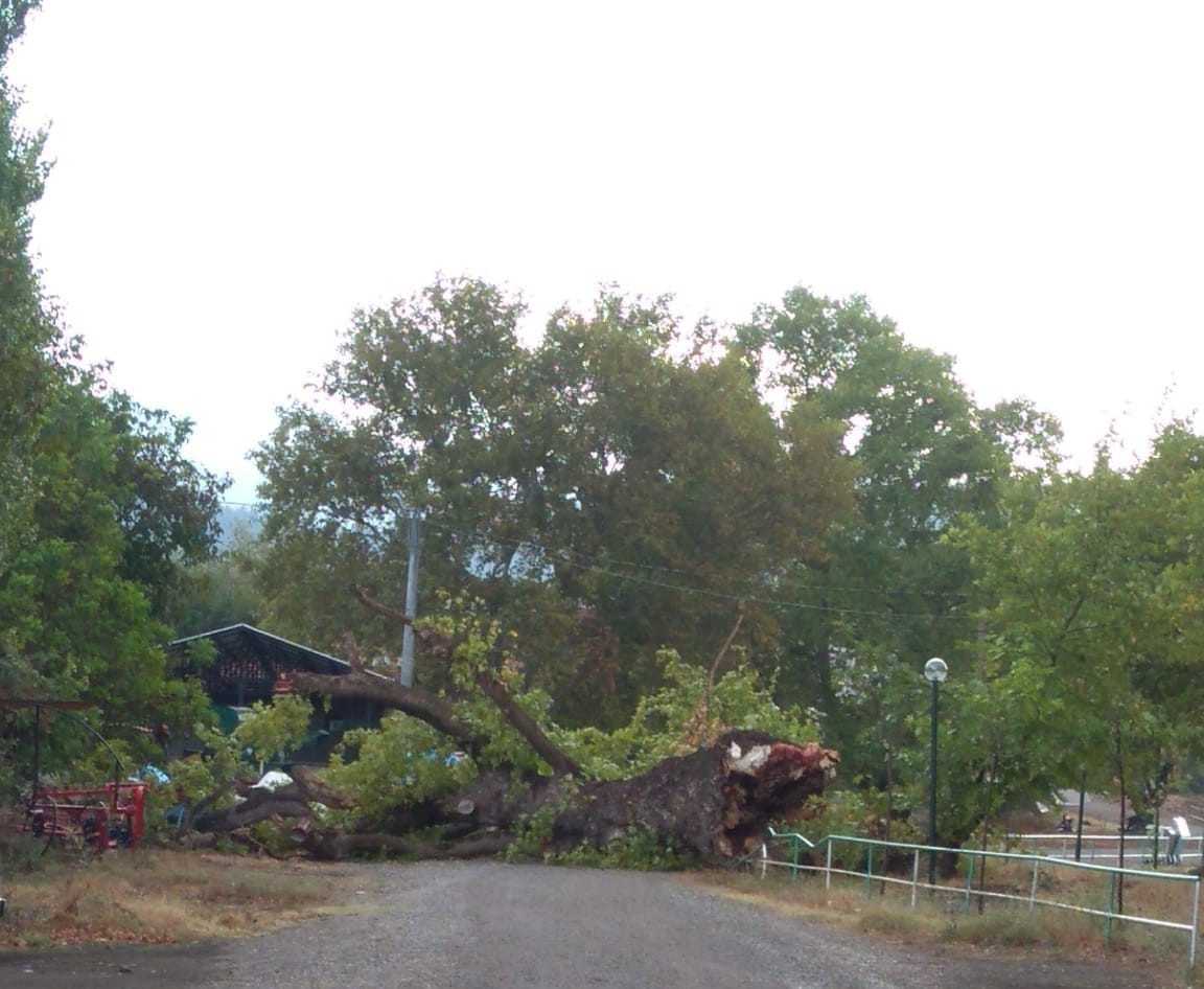 Dört Asırlık Çınar Fırtınaya Yenildi