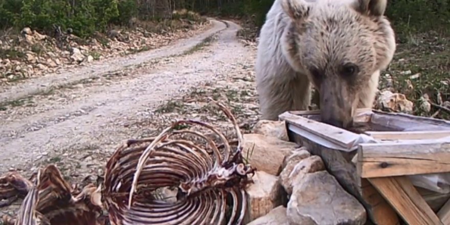 Erzurum’un yaban hayatını ormana kurduğu fotokapanla görüntüledi
