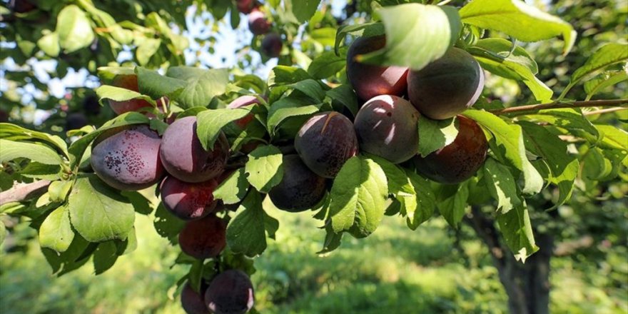'Doğu'nun Çukurova'sı'nda Üretilen Erik Kentin Ekonomisine Katkı Sağlıyor