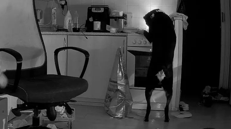 Çekya’da Bir Köpek, Yemek Ararken Mutfağı Ateşe Verdi