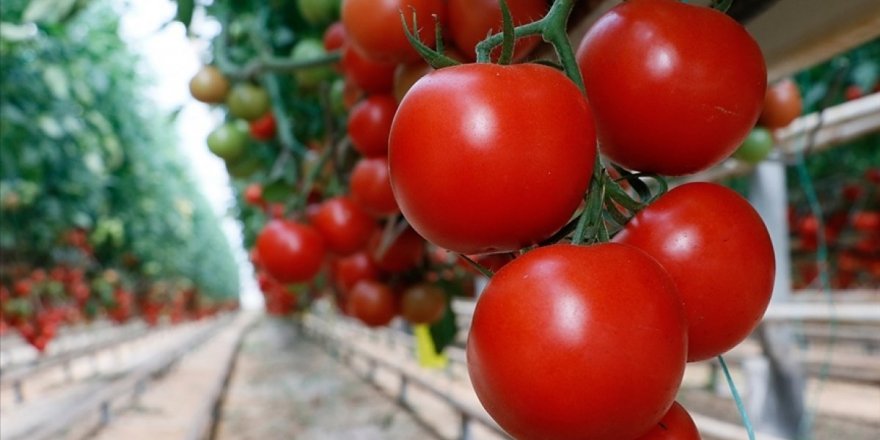 Koronavirüse karşı domates aşısı geliştirildi