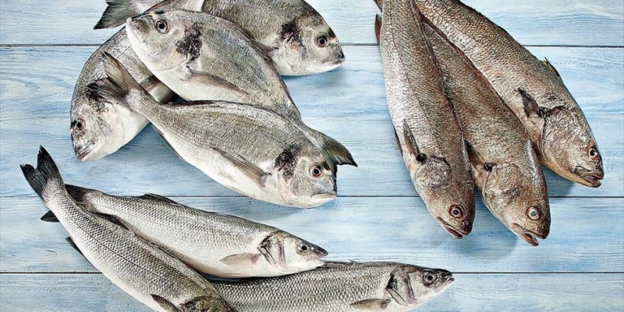 Türkiye, Su Ürünleri Ve Hayvansal Mamul İhracatında Yeni Rekora Koşuyor