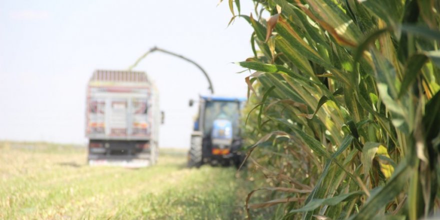 Konya Ovası’nda silajlık mısır hasadı başladı