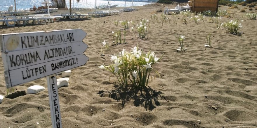 Bu çiçeği koparmanın cezası araba parası