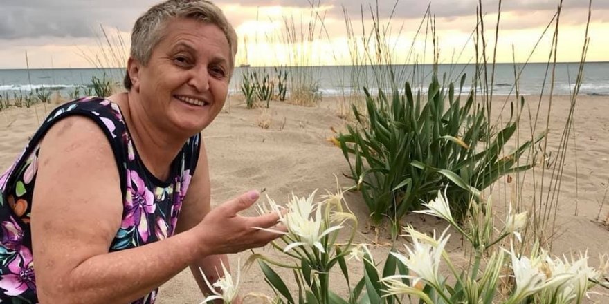 Koruma altındaki kum zambakları çoğalıyor