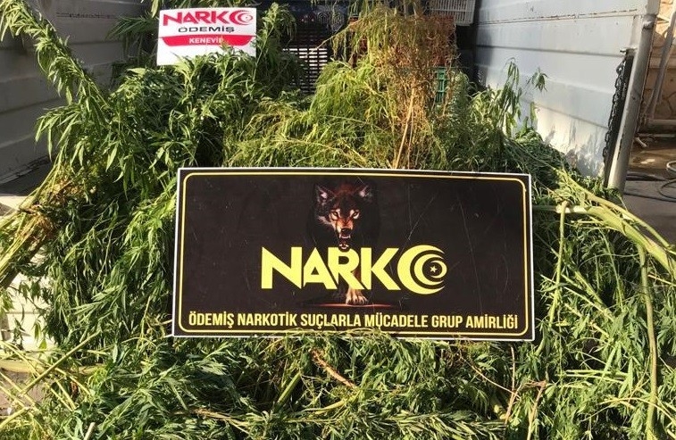 Evinin Bahçesinde Kenevir Yetiştiren Şüpheli Gözaltında