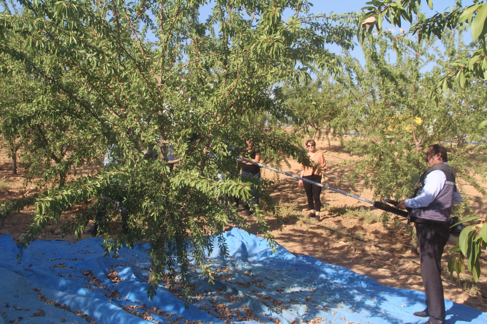 Elazığ’da ’organik badem hasat etkinliği’ düzenlendi