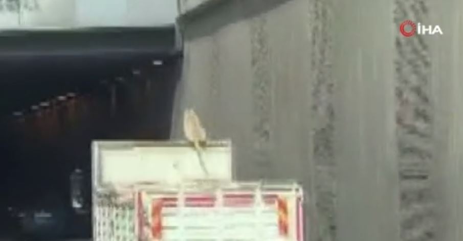 Kamyon üzerinde seyahat eden köpek şoke etti