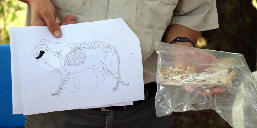 Kayseri'de yapılan kazı çalışmalarında 4 bin yıllık aslan kemiği bulundu