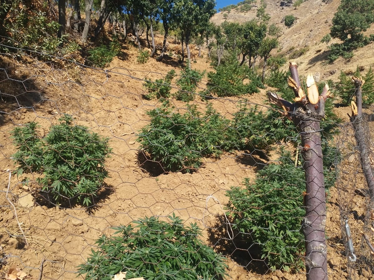 Bingöl’de bin 100 kök kenevir ve 21 kilo esrar ele geçirildi