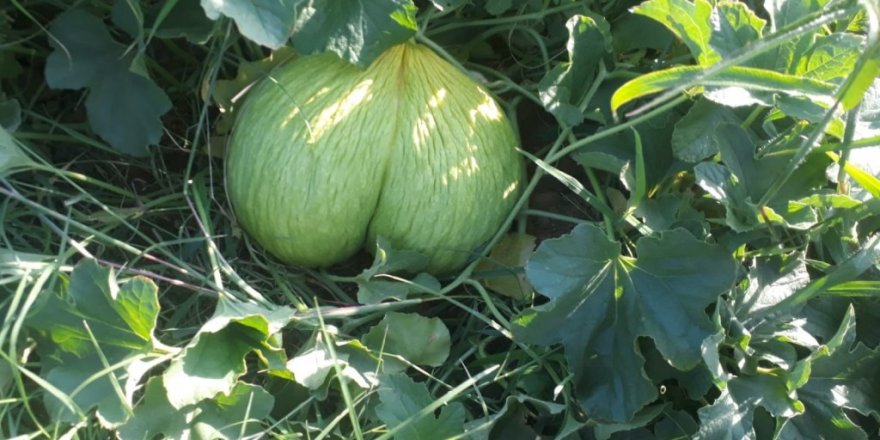 İkiz karpuz ve kavun görenleri şaşırttı
