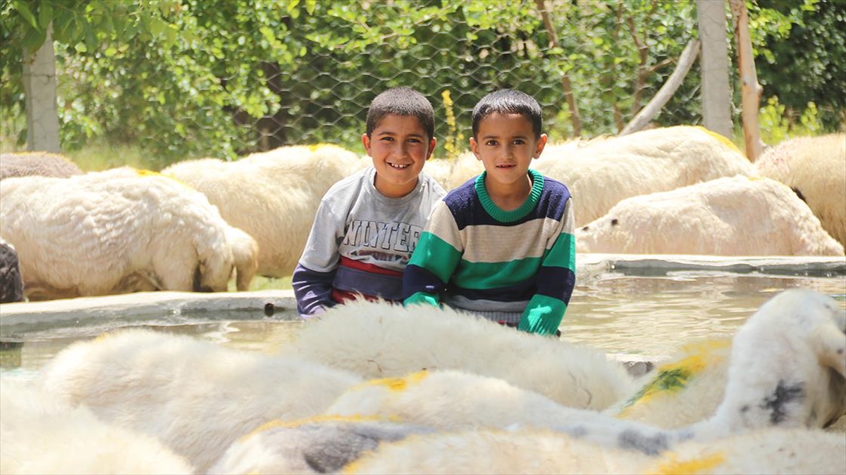 Van'da Devletin Sürü Desteği 'Tersine Göç'ü Başlattı