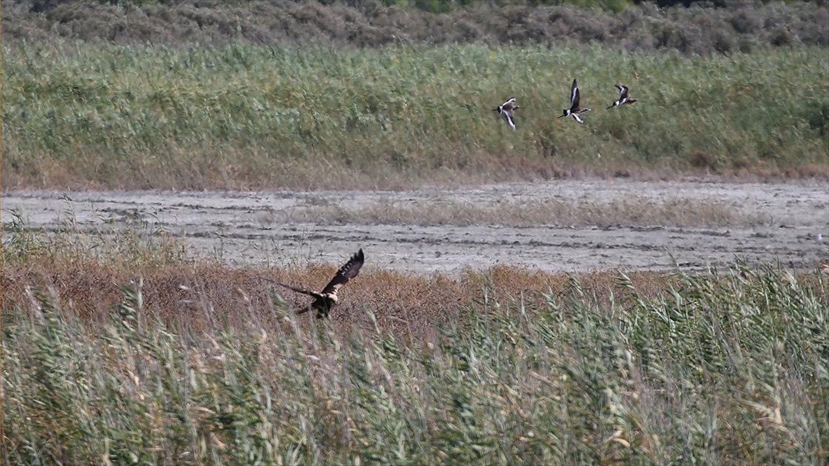 Hatay'daki Mileyha Sulak Alanı'nda Bu Yıl 3 Yeni Kuş Türü Gözlendi