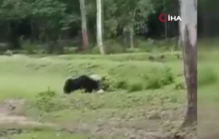 Hindistan’da Futbol Topuyla Oynayan Ayılar Viral Oldu