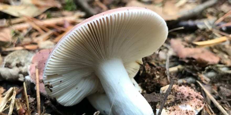 Karadeniz'de mantar zehirlenmeleri artıyor