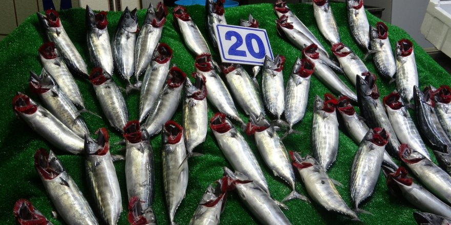 Karadeniz’de balık bereketi var